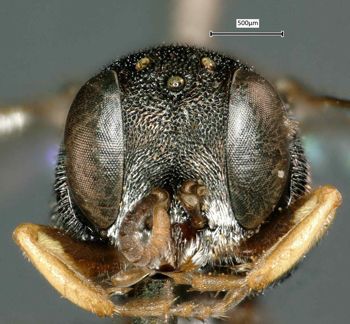 Media type: image;   Entomology 14015 Aspect: head frontal view